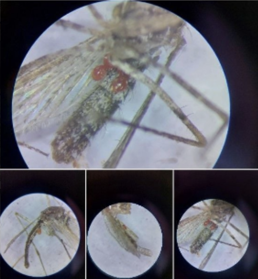 Microscope close-up of a mosquito specimen used for species validation