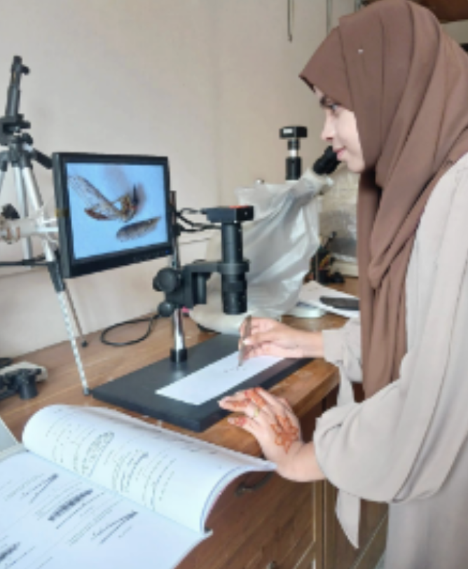 Researcher reviewing captured mosquito specimens under a microscope in a partner lab